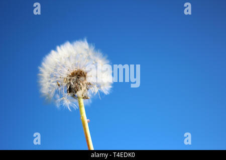 Löwenzahn gegen blauen Himmel Stockfoto