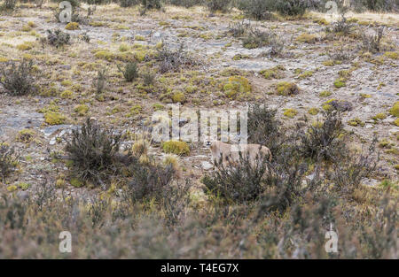 Wild Cougar (Puma concolor) im Torres del Paine Nationalpark, Chile. Stockfoto