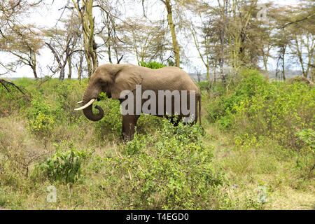 Tiere in Afrika Stockfoto