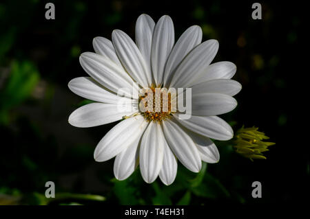Weiße Cape Marguerite Blume in Kew Gardens, London Stockfoto