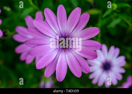 Violette Cape Marguerite Blume in Kew Gardens, London Stockfoto
