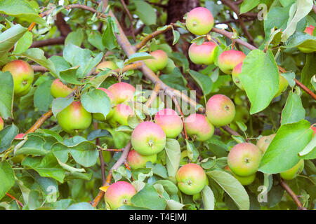 Rote Äpfel auf einem Zweig in der Nähe Reif - oben Stockfoto