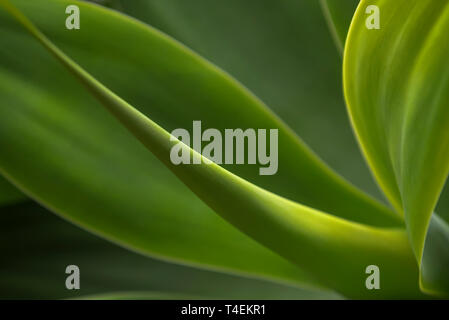 Agave attenuata, saftigen auch als Fuchs Schwanz oder Lion's Tail wissen Stockfoto