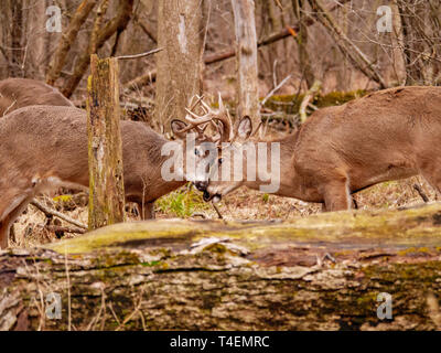 Zwei junge Erwachsene Weißwedelhirsche (Odocoileus virginianus) Dollars engagieren in freundlich Sparring. Thatcher Woods, River Forest, Illinois. Stockfoto