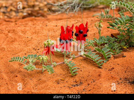 Swainsona Formosa, Fabaceae, Blume Emblem von South Australia häufig gefunden, in der Wüste. Stockfoto