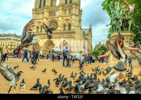 Paris, Frankreich, 1. Juli 2017: Tauben von Notre Dame Platz. Touristen genießen in Paris. Beliebtes Touristenziel in der französischen Hauptstadt. Die Kathedrale Stockfoto