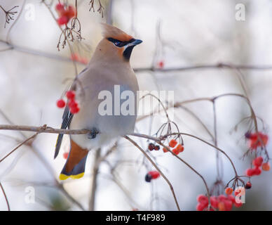 Böhmische waxwings thront auf einem viburnum Baum mit Beeren Stockfoto