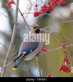 Böhmische waxwings auf einem viburnum Baum mit Beeren posing Stockfoto