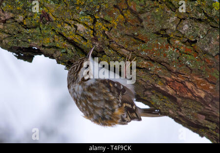 Eurasian treecreeper nach Essen suchen auf einem Baum Rinde Stockfoto