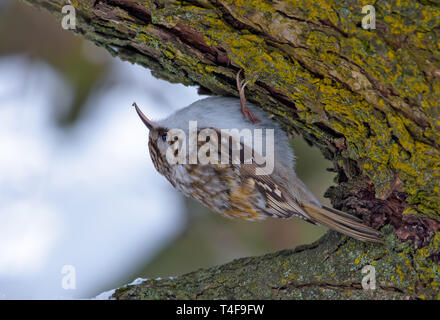 Eurasian treecreeper Sitzen auf einem Baum Rinde Stockfoto