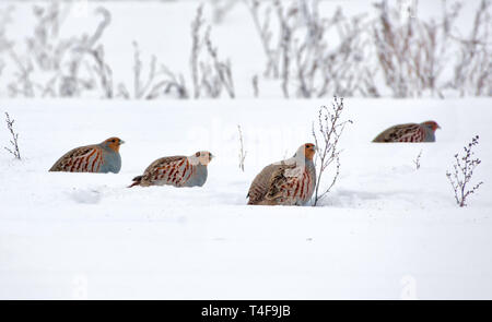 Große Herde der Grauen Rebhühner essen Samen auf Schnee im Winter Stockfoto