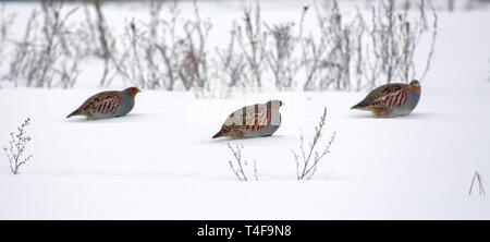 Herde der Grauen Rebhühner auf Schnee im Winter posing Stockfoto