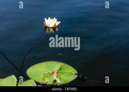 Weiße Seerose mit Blätter im Wasser des Sees Stockfoto