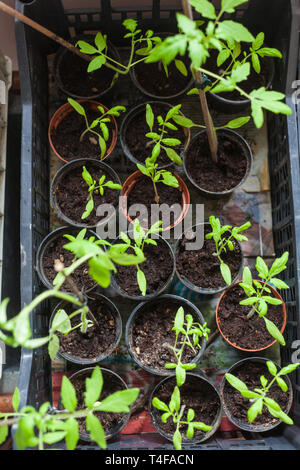 Kleine selbstgezogene Sämlinge von Tomaten in einem Kunststoff Töpfe Stockfoto