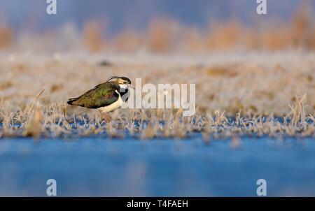 Northern Kiebitz steht in der Nähe ein Wasser in gefrorenem Felder mit eisigen Gras in kalten Morgen Stockfoto