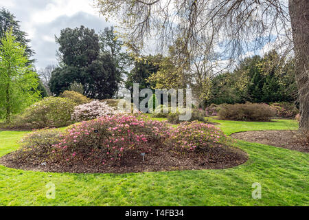 Blumen in den Royal Botanic Garden Edinburgh Schottland Großbritannien Stockfoto