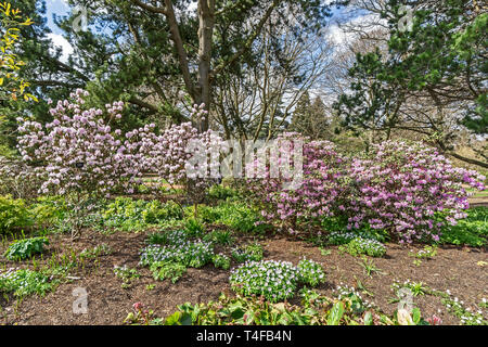 Rhododendron Rubiginosum im Royal Botanic Garden Edinburgh Schottland Großbritannien Stockfoto