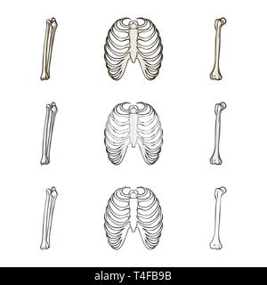 Femur, Rippe, Käfig, gebrochen, Bein, Röntgen, Fibel, Knie, Körper, Shin, Tibia, Wirbelsäule, Brustbein, Bruch, Ausrichtung, Brustbein, Kalzium, Schmerzen, Chirurgie, Medizin, Klinik, Biologie, Medizin, Knochen, Skelett, Anatomie, menschliche Organe, Set, Vector, Icon, Illustration, isoliert, Sammlung, Design, Element, Grafik, Zeichen, Vektor, Vektoren, Stock Vektor