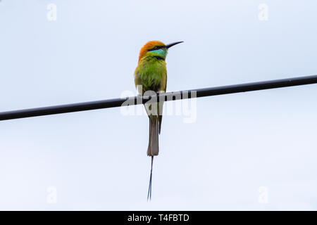 Ein wunderschöner Vogel Kastanie Bee eater vorangegangen Stockfoto