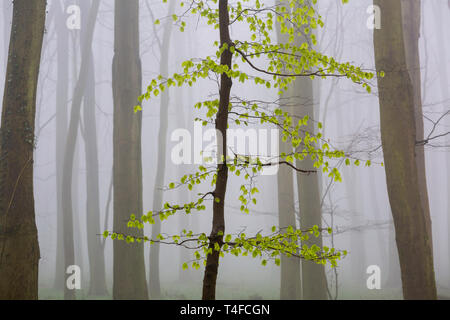 Neue Buchenblätter im nebeligen King's Wood, Challock, Kent, Großbritannien. Anfang April. Buchenwälder im Nebel sind bezaubernd. Stockfoto