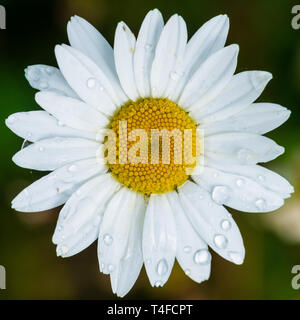 Eine Makroaufnahme eines White ox eye Daisy blühen. Stockfoto