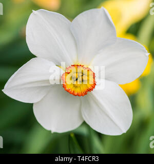 Eine Makroaufnahme eines Fasan Auge Narzisse. Stockfoto