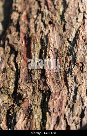 Natürliche braun Strukturierte confier Baumrinde sonnenbeschienenen in ländlicher Umgebung im Freien. Stockfoto