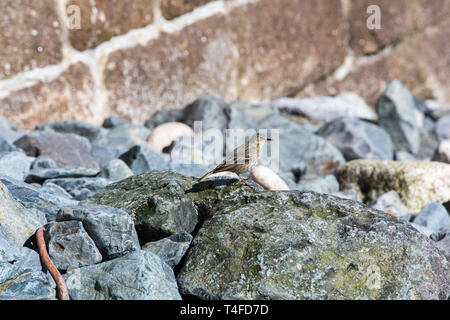 Rock Pieper, Anthus petrosus in St. Ives, Cornwall, UK. Stockfoto