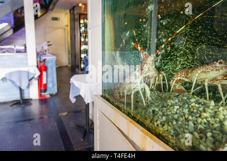 Aquarium in 5 Oceanos Seafood Restaurant in Lissabon, Portugal Stockfoto