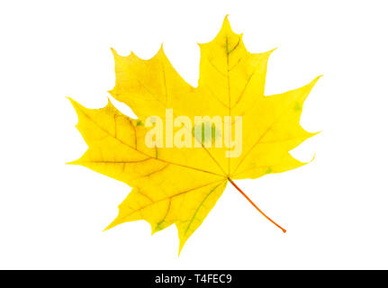 Trockene Herbst maple leaf auf weißem Hintergrund Stockfoto