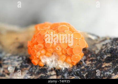 Orance cup Pilz, Thelebolus terrestris, Arten von Pilzen nur auf gut-verrottete Rotwild Kot unter Pflanzenresten wächst. Stockfoto