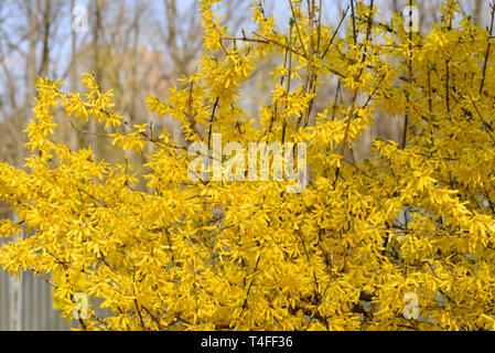 Forsythia Blumen an einem sonnigen Tag Stockfoto