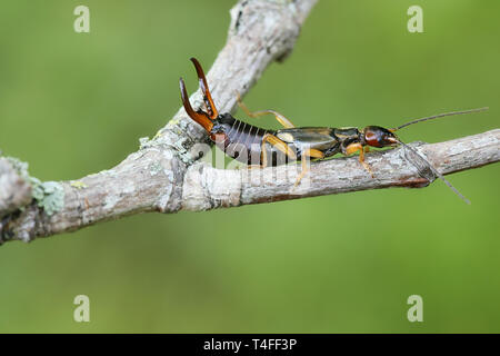 Forficula auricularia, die Gemeinsame earwig oder Europäischen earwig Stockfoto