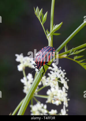 Gestreifte Bug oder Fehler, Graphosoma lineatum Minstrel. eine Spezies von Shield Bug in der Familie Pentatomidae Stockfoto