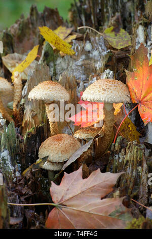 Pholiota squarrosa, allgemein bekannt als die shaggy scalycap, der Zottige Pholiota Pholiota, oder die Schuppigen Stockfoto