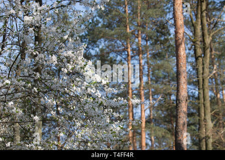 Spring Blossom von Mirabelle im Wald Stockfoto