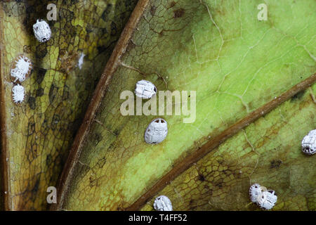 Die weiße Fliege, Aleurochiton instars aceris, endgültige Larven oder Puppen überwintern auf einem maple leaf Stockfoto