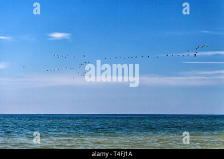 Eine Herde von Enten fliegen über dem Meer in einem klaren blauen sonnigen Himmel Stockfoto