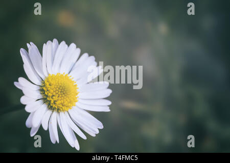 Schöne Daisy mit Kopie Raum Stockfoto