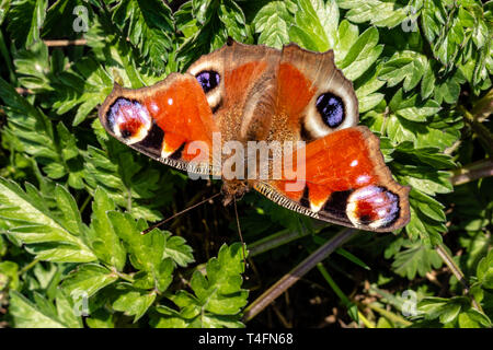 Tagpfauenauge Nymphalis io ließen sich auf den Boden in einer Wiese Stockfoto