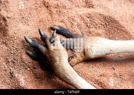 Pfoten von Kangaroo auf dem Sand. Schließen Sie herauf Bild. Australien, Kangaroo Island Stockfoto