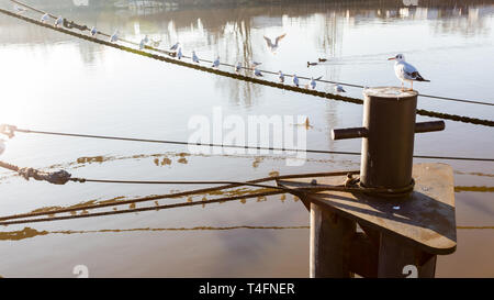 Alte rostige Poller auf dem Pier in den frühen Morgen. Möwen sitzen auf die Verankerung Seile. Stockfoto