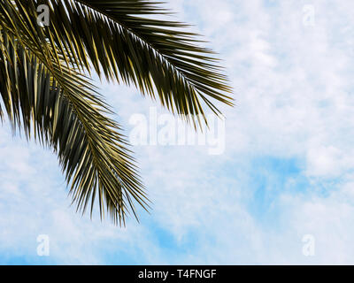 Sommer Hintergrund, tropischen Helle palm leaf auf den blauen Himmel. Platz kopieren, Sommerurlaub Konzept Stockfoto