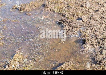 Feder Flut trägt den Schnee und verwandelt sich in eine Pfütze außerhalb der Stadt Stockfoto