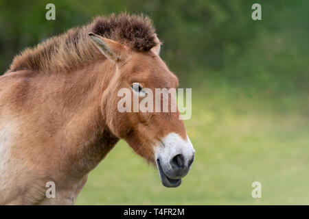 Przewalskis Pferd closeup. Diese stämmigen Rasse der wilden Pferd war in der Wildnis ausgestorben, bis Zuchtprogramme in den Steppen der Mongolei wieder eingeführt. Stockfoto
