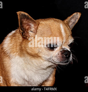 Profil der Hund auf schwarzem Hintergrund. Ein Hund der Rasse Chihuahua. Glatten Haaren, Rot. Er schaut nach links. Sie können sehen, den Kopf, Ohren, Augen Stockfoto