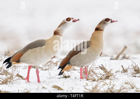 /Nilgaense Nilgänse (Alopochen aegyptiacus), Paar, Paar im Winter, aggressives Verhalten, ihr Territorium verteidigen, zusammen, wildlif Stockfoto