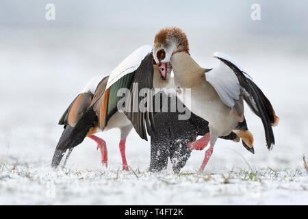 /Nilgaense Nilgänse (Alopochen aegyptiacus) im Winter, Schnee, in Aggressiv kämpfen, kämpfen, kämpfen, aus deren Fängen, Wildlife, Europa. Stockfoto