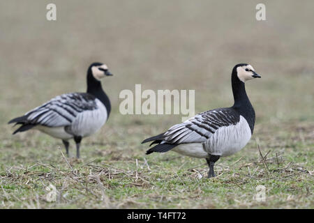 Nonnengänse/Nonnengänse (Branta leucopsis), Paar, Paar, am Niederrhein, NRW, Deutschland, Europa überwintern. Stockfoto