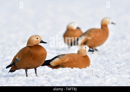 Ruddy Brandgänse/Rostgänse (Tadorne casarca), kleine Herde im Schnee ruhend, auf schneebedeckten Ackerland, Überwinterung, invasive Spezies in Europa, w Stockfoto